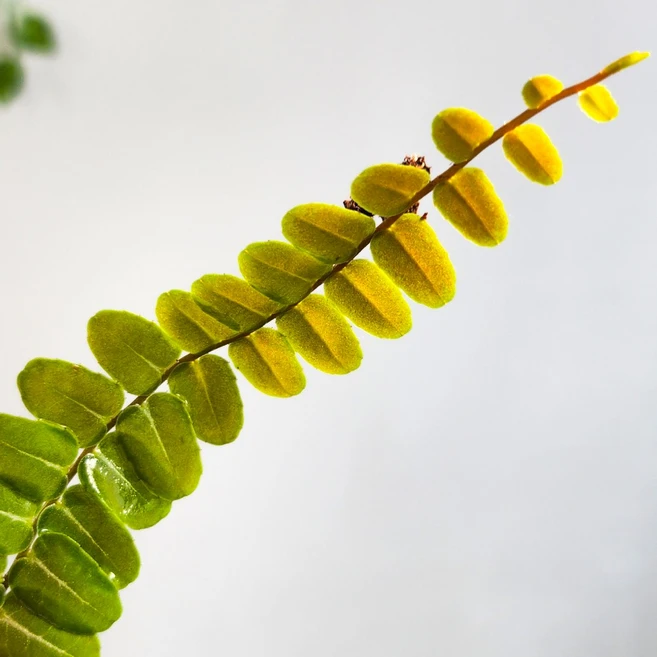 초록보석 마크그라비아 엄벨라타 정글플랜츠 희귀식물 테라리움 비바리움 (10cm), 1개 - 쿠팡