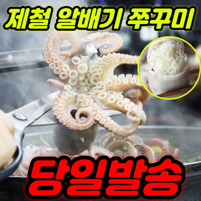 [당일조업] 국내산 제철 알배기 생물 활 쭈꾸미 1kg, 1개, (주문폭주) 알배기 쭈꾸미1kg 8-10미내외
