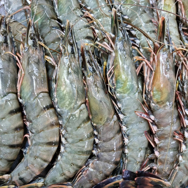 [프리미엄 퀄리티] KING 블랙타이거새우, 1개, 1kg(40마리)