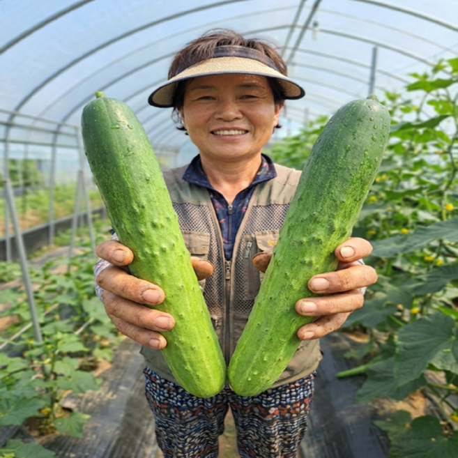 [초특가] 산지직송 수분가득 백다다기오이 백오이, 1개, 3kg (12~21과)