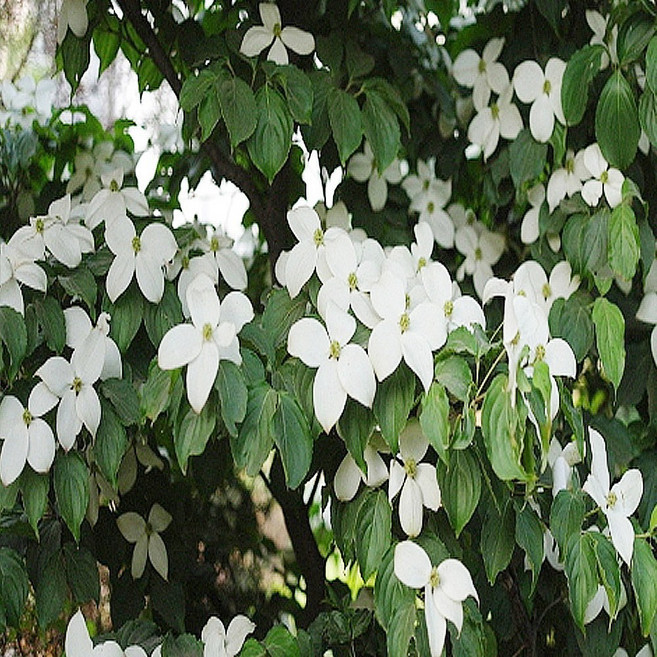 충주원예조경 / 산딸나무 / 실생5년 / 개화주, 1개