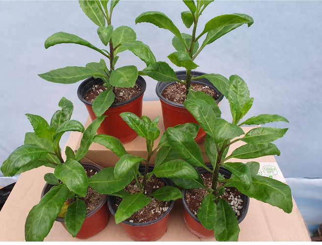 명월초 당뇨초 모종 포트 화분 5개