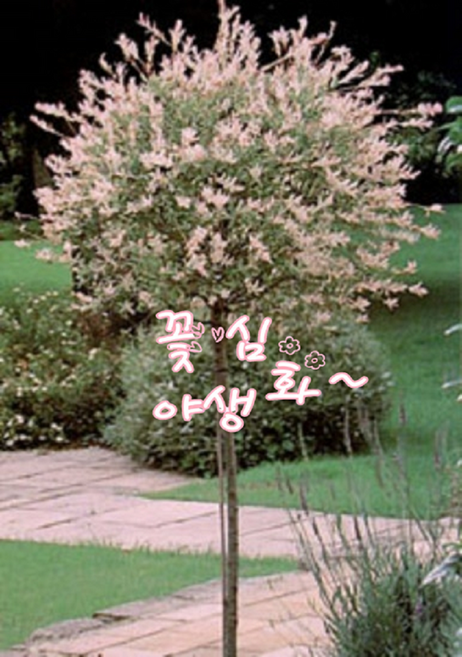 꽃심야생화 화이트핑크샐릭스 노지월동 다년초 관상수 묘목 중품 화분, 1개
