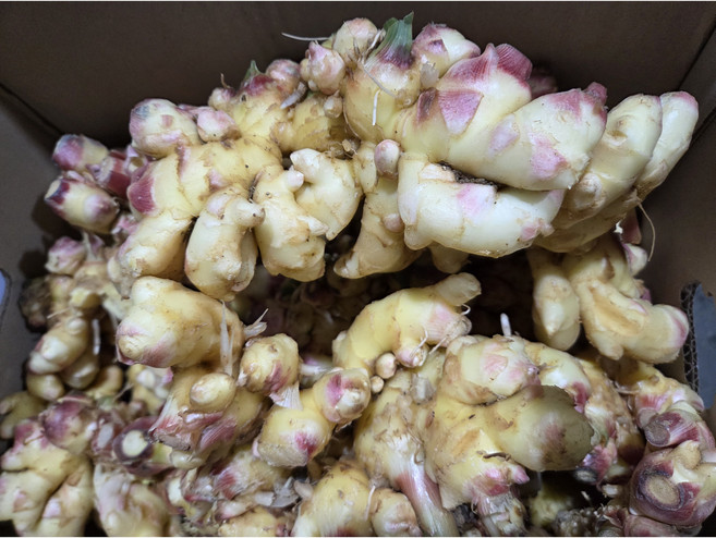 약수농장 국내산 햇생강 5kg 10kg내외, 1개, 햇생강5kg