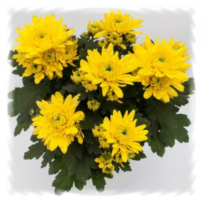 어린모종 국화 포트멈 중륜 8cm분, 케이맨 옐로, 1개