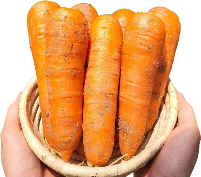 햇 흙 당근 제주 구좌 강원 청조농산, 10kg(중), 1개