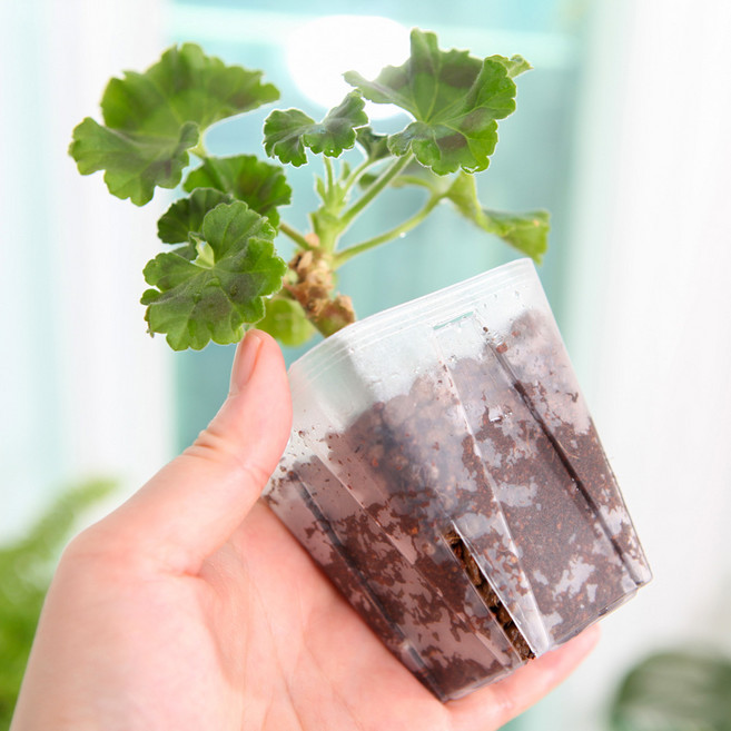 일본 카네야 투명사각 삽목 슬릿 화분 EG 7.5호 9호, 투명, 8개