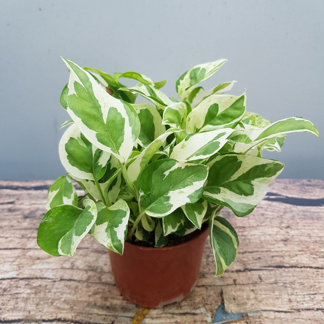 (플라워사랑) 엔조이스킨 소품 2개묶음, 2개