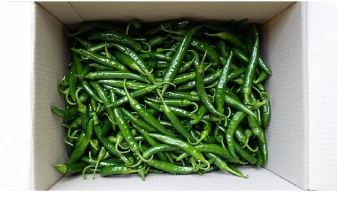 국내산 청양고추 땡초 매운고추 대량 식자재 5KG, '특'품, 1개