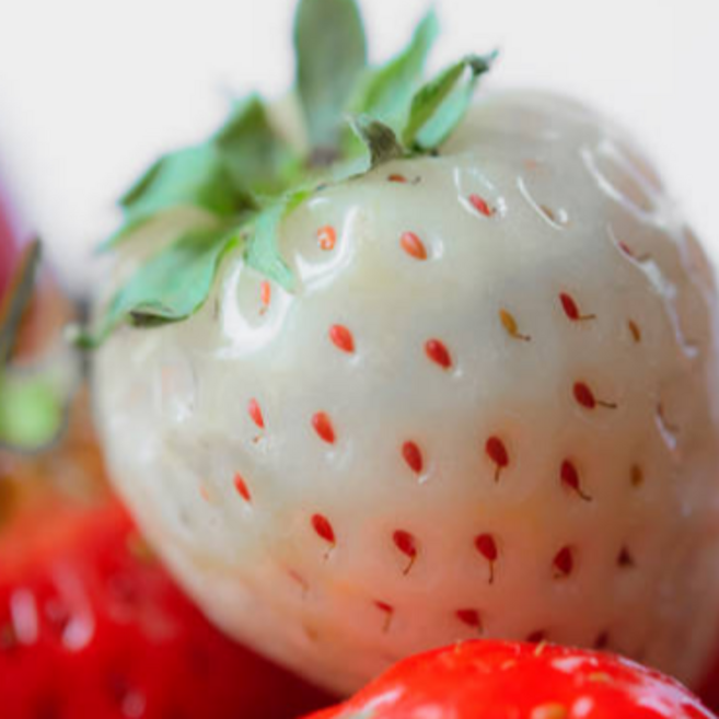 굿피플 하얀딸기 만년설딸기 신데렐라딸기 생딸기, 1개, 신데렐라딸기450g 랜덤