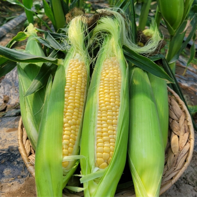 싱싱햇 초당옥수수 생옥수수 국산 옥수수, 1박스, 20개, 중