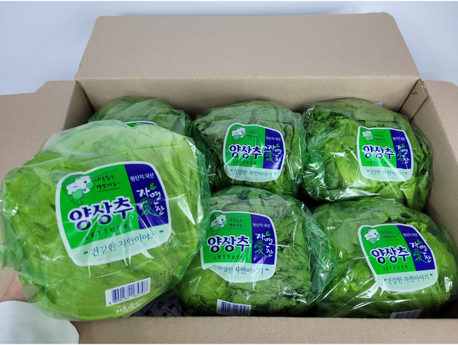 [산지직송] 꿀비마켓 국내산 포장 양상추 12통 식자재, 12개