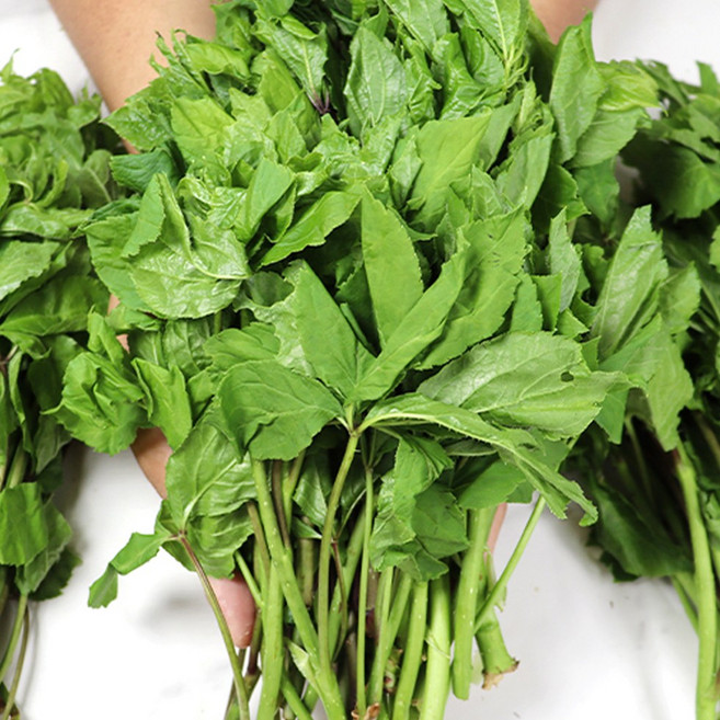 청송 오가피순 국내산 나물용, 1kg, 1박스