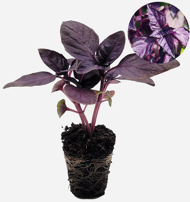 마이플랜트 오팔 바질 모종, 4개