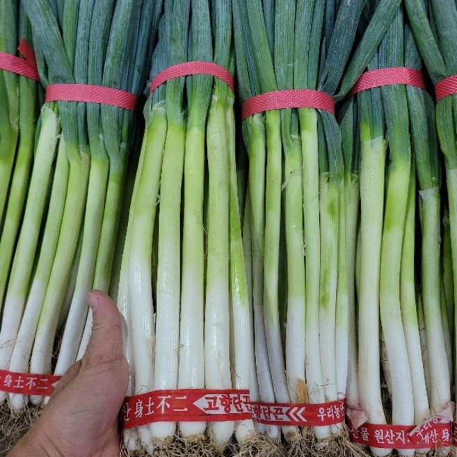 대파 국내산 손질대파 1.8kg 내외 1단 야채맘, 1개