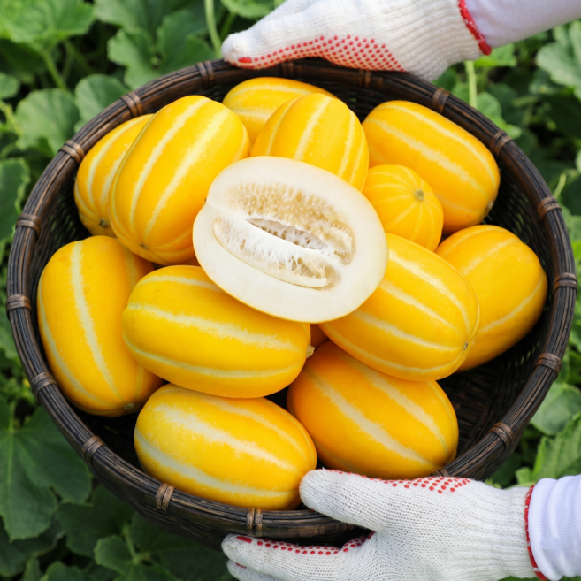 [못난이없음] 직접 선별해서 달달하고 아삭한 성주 참외, 1박스, 3kg(로얄과)