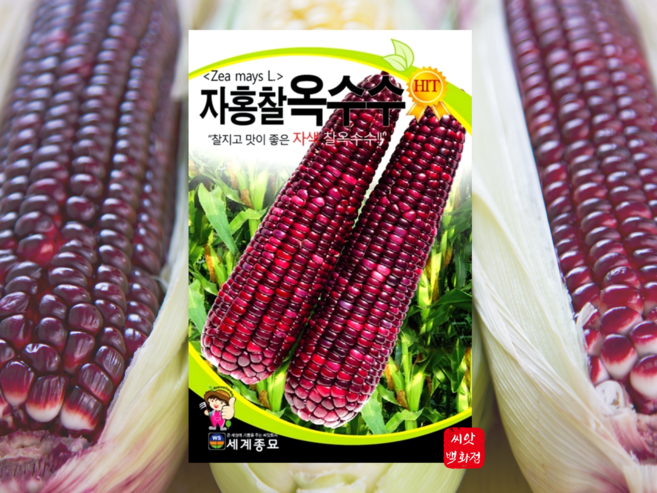 맛있는 옷수수 씨앗 종자 찰옥수수 초당옥수수 종자 씨앗, 백초당옥수수, 1