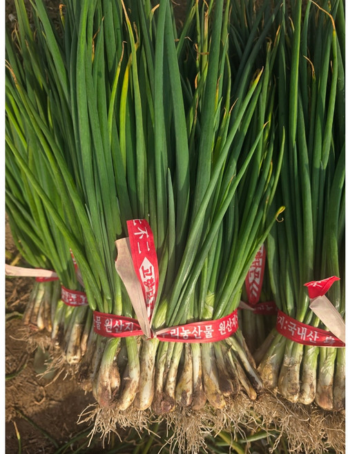 여수 흙쪽파 당일수확 신선한 산지직송, 4개, 1kg