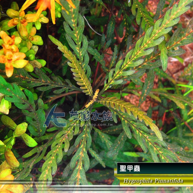 AC草影 聖甲蟲水草 水生植物 魚缸裝飾 真水草 耐熱, 1個