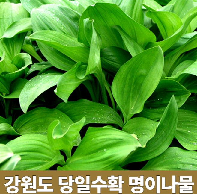 당일수확 자연산 강원도 인제 생 명이나물 생채 수확 생 산마늘 잎 산명이 잎명이 줄기 대 명이 제철나물 1kg 1키로, 명이나물 2kg(잎명이), 1개, 2kg