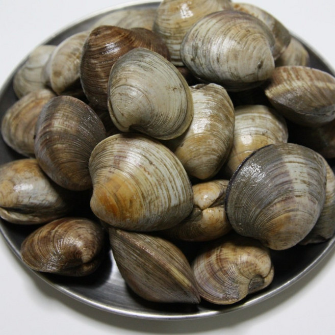 서해안 고창 직송 생물 동죽조개 바지락 백생합 모시조개, 백생합 1kg, 1개