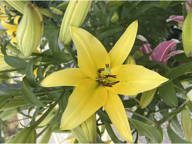 광일농원 백합꽃화분 백합-옐로우 노랑 화분 2주묶음, 2개, 옐로우-노랑