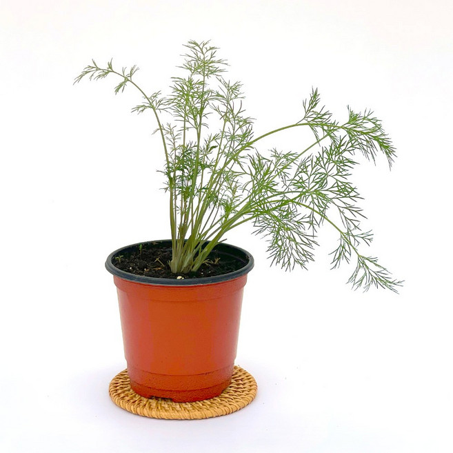 딜 허브 모종 화분 식용 식물 허브식물 키우기 허브요리, 1개, H33.딜