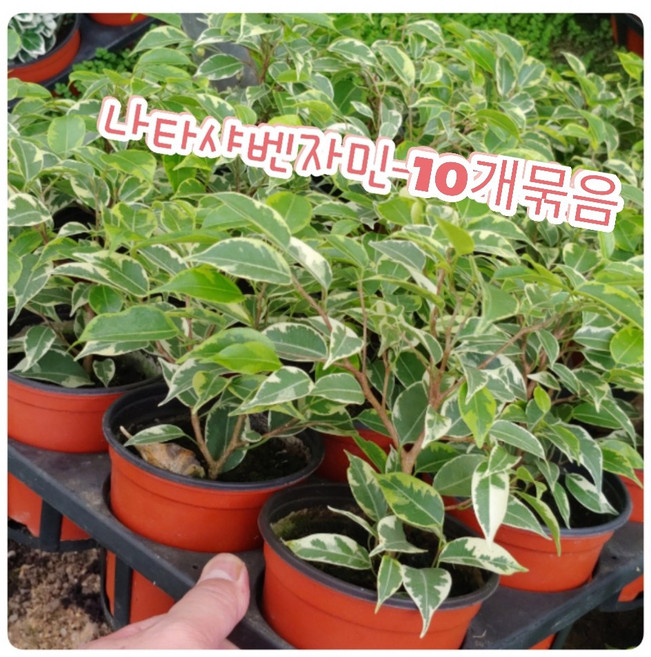 꽃나라엘리스 나타샤벤자민-10개묶음-수채화 물감을 뿌려놓은듯한 느낌, 10개