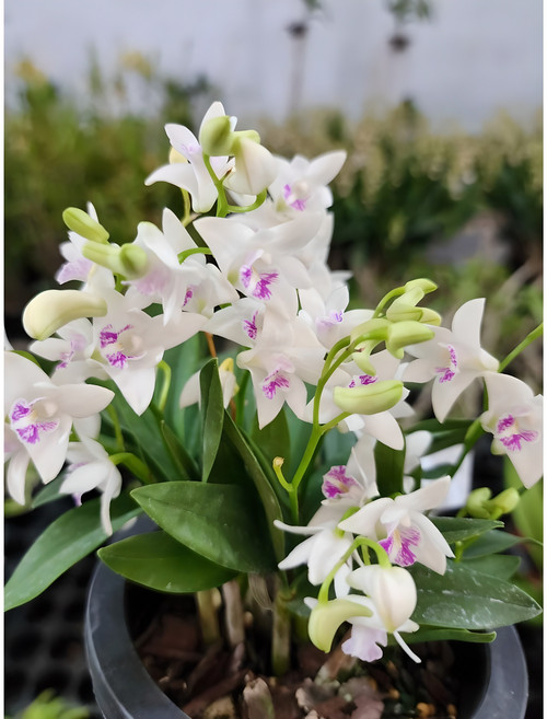 [어썸플라워] 서양란 긴기아난 미니종 흰색 유향종, 1개