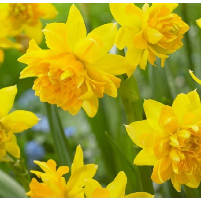 에이피플랜츠 3개 발송 수선화 떼떼 부클레 향수선화 왕수선화 노지월동 꽃 구근, 1개