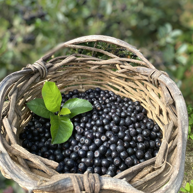 [유기농100%] 농장직송 아로니아생과 새콤달콤 슈퍼베리, 1박스, 1kg