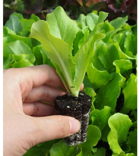 모종팜 청상추20개 묶음판매, 20개