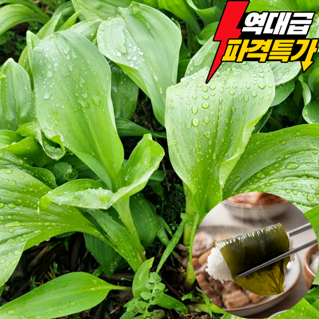 [산지직송]강원도 고랭지 생 명이나물 산마늘 장아찌용 쌈채소, 500g, 1박스