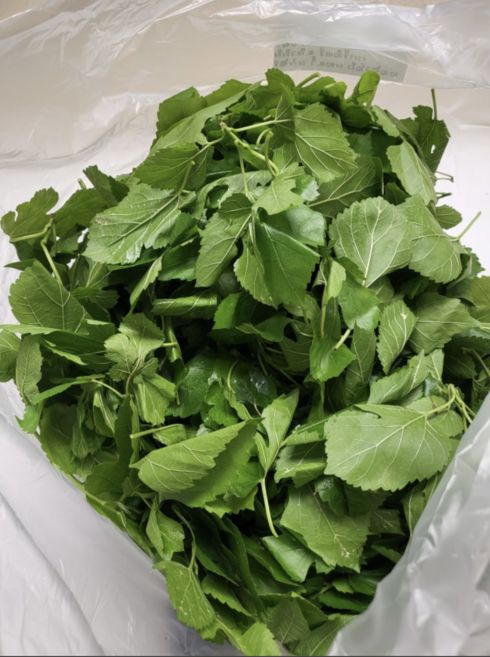 국내산 농가직송 뽕잎 생뽕잎 나물용 장아찌용, 1개, 1kg