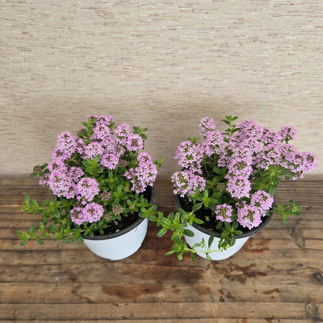 [용이네 화원] 백리향 [2개배송 1+1 무료배송] 10cm 화분 야생화, 2개, 랜덤