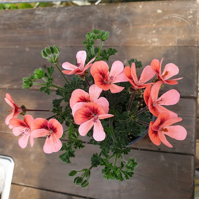 꽃팡팡 오렌지랜디 제라늄 소품 화분 영양제 포함 사계절 베란다꽃 다년생 꽃화분, 1개, 단일