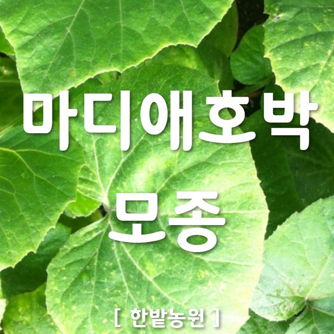 채소 모종 ~ 각종 묘종. 베란다 텃밭 세트 공기정화식물 허브 씨앗 채소모종 ~, H048 마디애호박 모종 1개