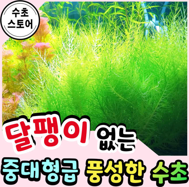 [수초스토어] 검역 발사미카 1촉 / 구피 새우 어항 수초 쉬운 예쁜 은신처 중경 후경 초보 풍성한 물고기 붉은 무이탄 치어 베타 열대어, 1개