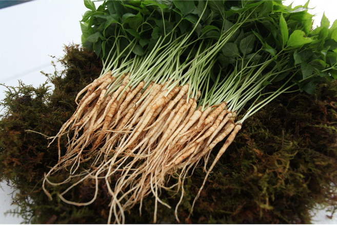 아이니 새싹삼 가정용 100 뿌리, 1개, 가정용 100뿌리