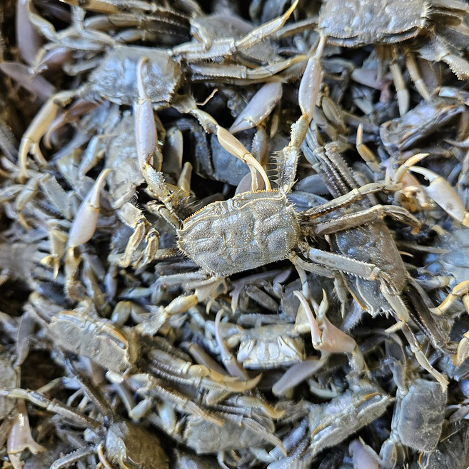 남해안 칠게 1kg, 1개, 칠게 1kg 생물칠게