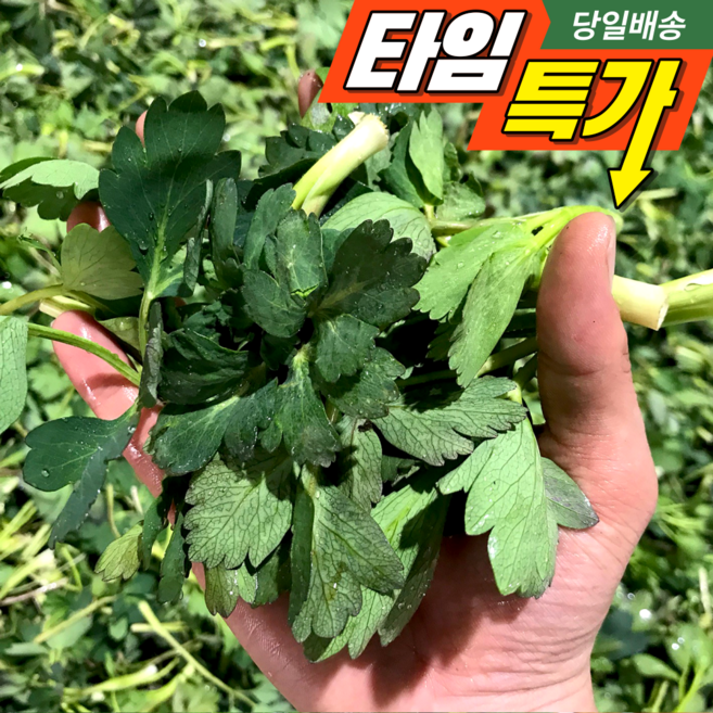 [26년초특가] 국산 봄나물 햇 방풍나물, 1박스, 2kg