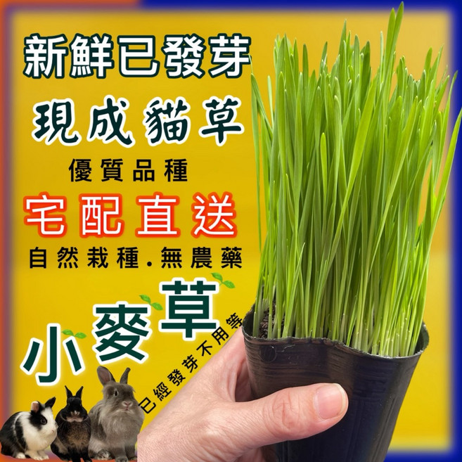 現成貓草 小麥草 新鮮已發芽 自然栽種無農藥, 二盆