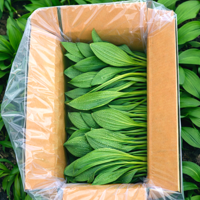 명이나물 강원도 향긋한 봄나물, 1kg, 1박스