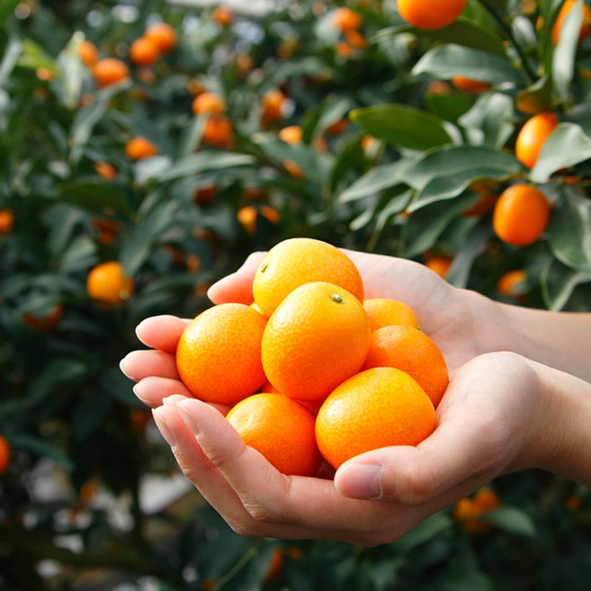 제주직송 제철 고당도 금귤 감귤 동생 낑깡 천연 과일 핑거푸드, 1개, 2kg(특과 왕특과)