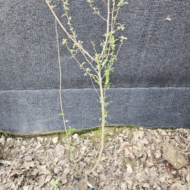 연세원예 왕보리수 3년생 결실주 1주, 1개