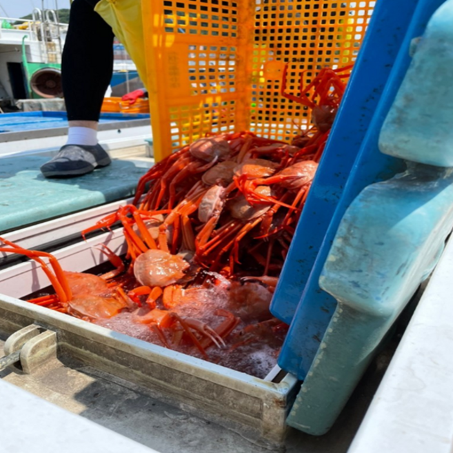 선주직송 후포리 박달홍게 4kg 수율 80~90프로 산지직송, 1박스, 4키로