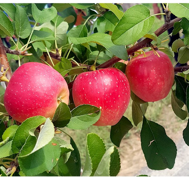 <장원농원> 사과나무 묘목 루비에스미니사과 나무 2년생 상묘