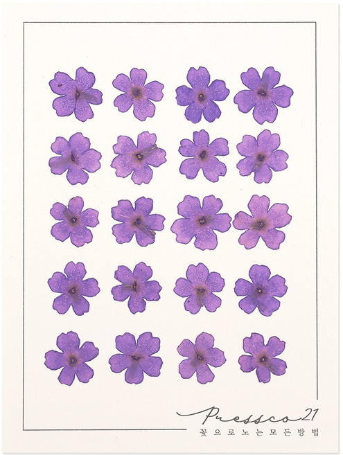 프레스코21 압화 꽃송이 버베나(보라) 20p