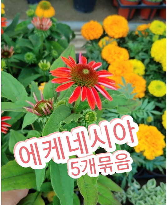 에케네시아 5개/노지월동 가능 다년초 에키네시아