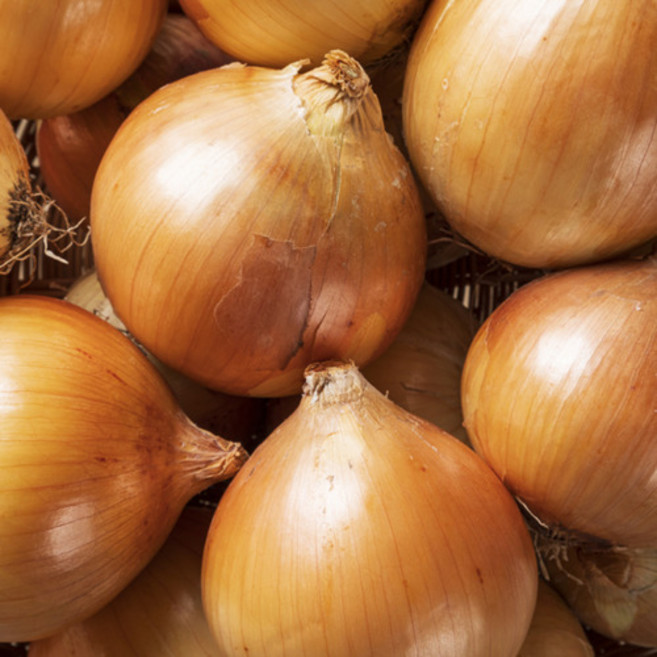 국내산 햇 양파 흰양파 자색양파, 1개, 5kg, 흰양파 소(짱아찌용)